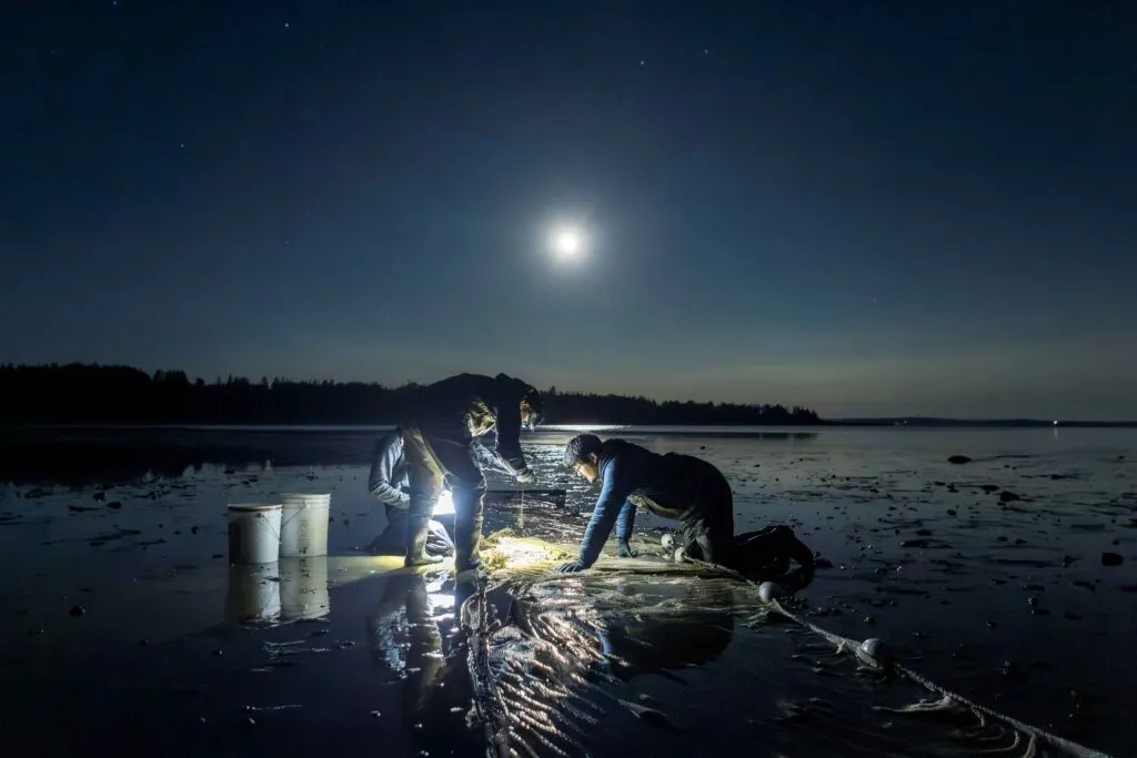 To personer arbejder om natten på en månebelyst strand, oplyst af en lanterne. De håndterer net i nærheden af spande, mens der ses spejlbilleder i det våde sand, og en lysende fuldmåne skinner på himlen.