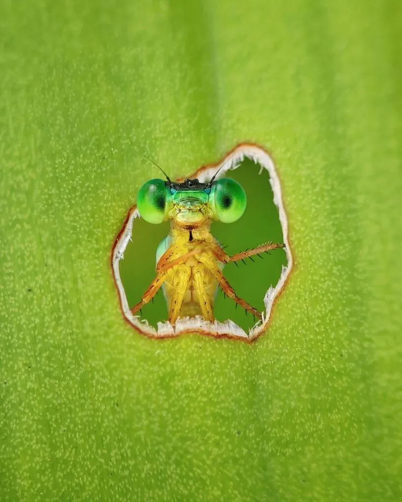 Et nærbillede af et grønøjet insekt, der kigger frem gennem et lille, rundt hul i et levende grønt blad. Insektets store øjne og antenner ses tydeligt mod den slørede grønne baggrund.