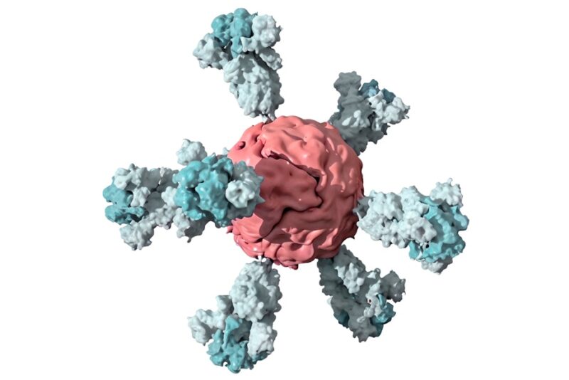 Ferritin-nanopartikel