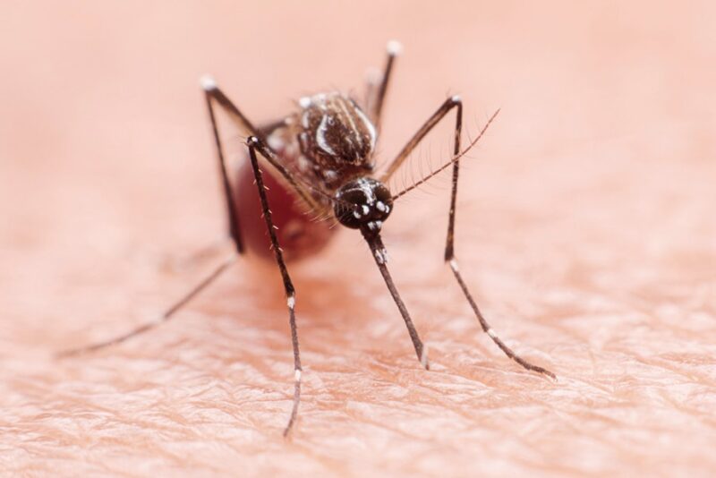 Malariamyg