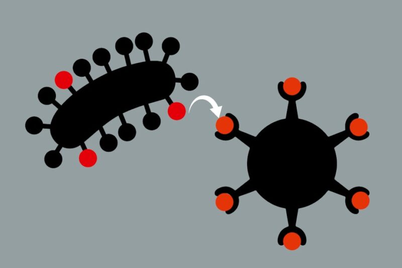 Nanovaccine, trin 1