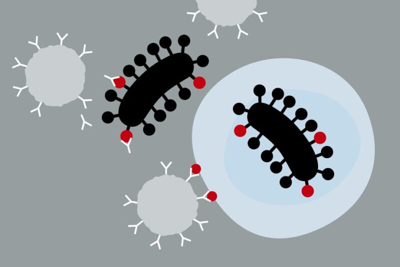 Nanovaccine, trin 3, NY