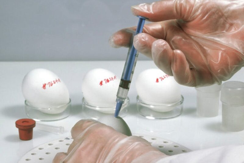 Vaccine, hønseæg