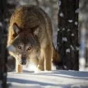 En ulv med tyk, brun pels sidder på hug i sneen mellem træerne med sine intense øjne rettet fremad. Sollyset filtrerer gennem den snedækkede skov, oplyser dens pels og skaber en dramatisk, anspændt atmosfære.