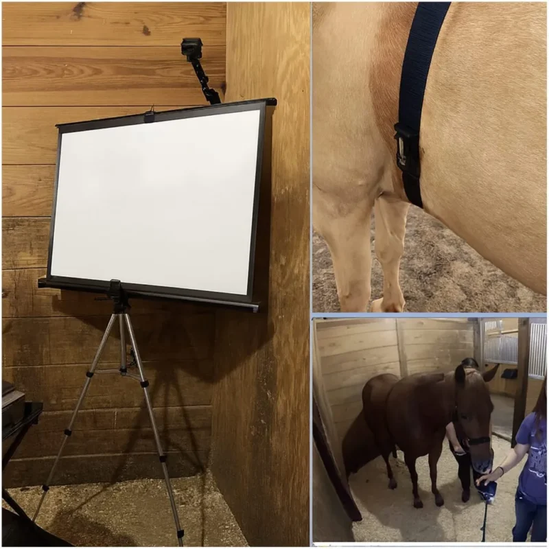 En collage med en tom projektorskærm på et stativ, et nærbillede af en rem omkring en hest og en person, der holder en hestesele i en stald.