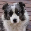 En fluffy sort-hvid hund, som har et blåt og et brunt øje, sidder på et trægulv og kigger direkte ind i kameraet.