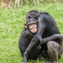 Chimpanser bedste nære venner sociale bånd forlænger livet dæmper stress