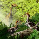 Limusaurus inextricabilis udvikling næb gebis tænder altædende kødædende vegetar