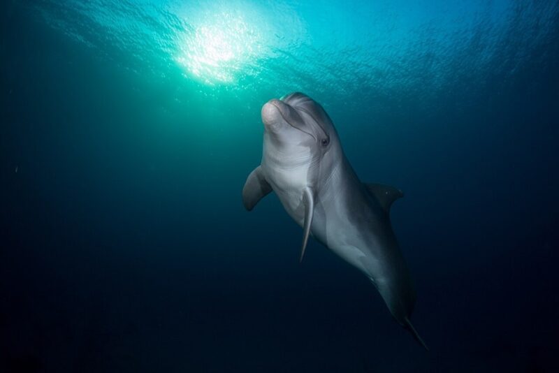 Delfin under blågrøn havoverflade