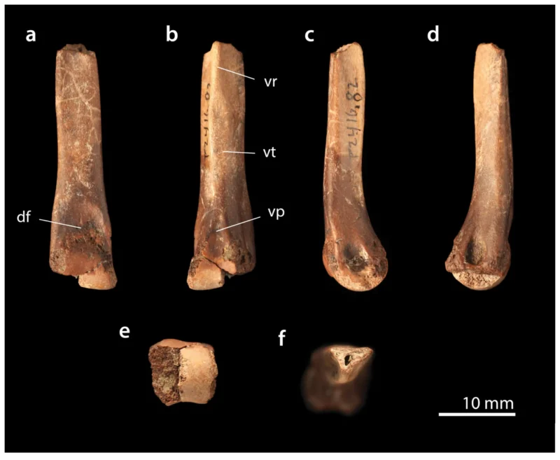 Der vises seks billeder af en forstenet knogle, mærket a–f. Hvert billede fremhæver forskellige træk, og de hvide mærker angiver anatomiske punkter. En målestok nederst til højre angiver 10 mm.