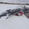 En stor, død hval ligger på en snedækket strand, delvist dækket af sne, med synligt blod nær dens midte. Himlen er overskyet, og der er fjerne træer langs kysten.