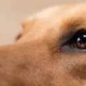 Nærbillede af en hunds ansigt med fokus på dens udtryksfulde brune øjne og lysebrune pels, med en blød, sløret baggrund.