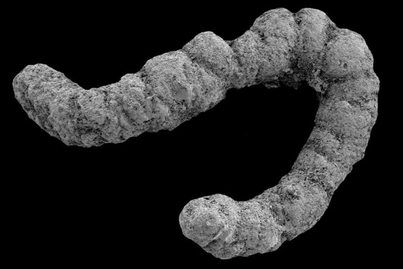 Fossil afføring på sort baggrund