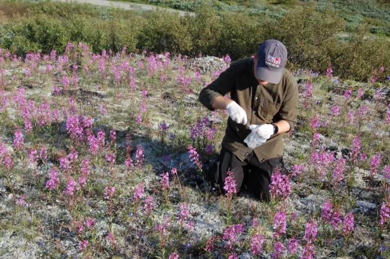 En person iført handsker og en hat knæler i en mark med blomstrende lyserøde vilde blomster og undersøger en prøve med værktøj. I baggrunden ses buske og græs.