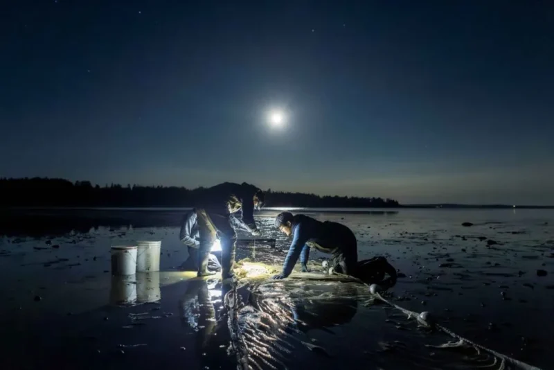 To personer arbejder om natten på en månebelyst strand, oplyst af en lanterne. De håndterer net i nærheden af spande, mens der ses spejlbilleder i det våde sand, og en lysende fuldmåne skinner på himlen.