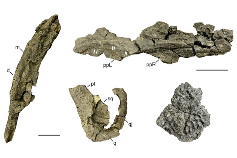 Fossile knogler fra plagiosaurid på hvid baggrund