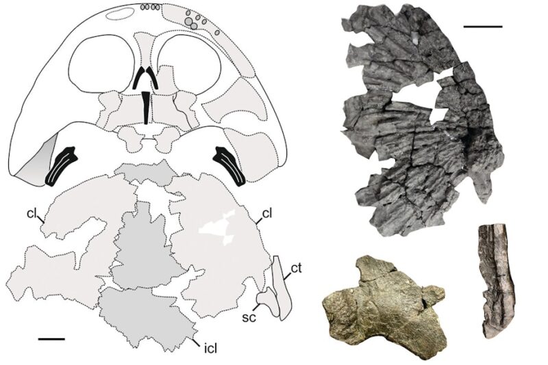 Rekonstruktion af kranium fra plagiosaurider ved siden af fossile knogler