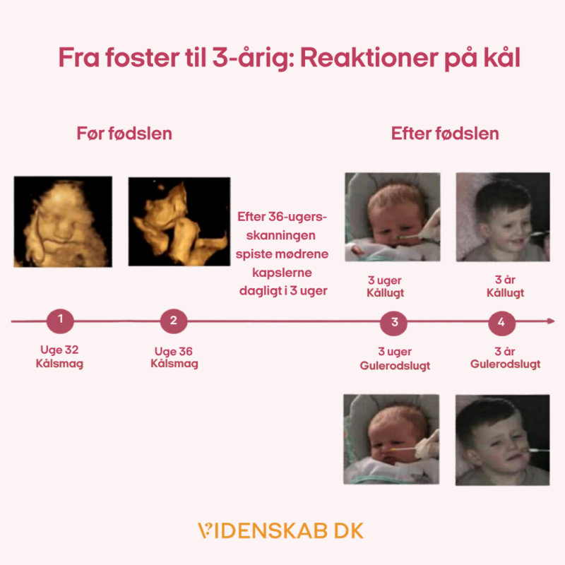 Diagram, der viser fosterets og barnets reaktioner på smag af grønkål og gulerod før og efter fødslen, med ultralydsbilleder og børnebilleder, der viser forskellige ansigtsudtryk. Teksten på dansk forklarer tidsforløbet og eksponeringen for smagene.