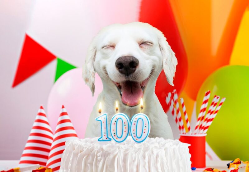 Hund lead image