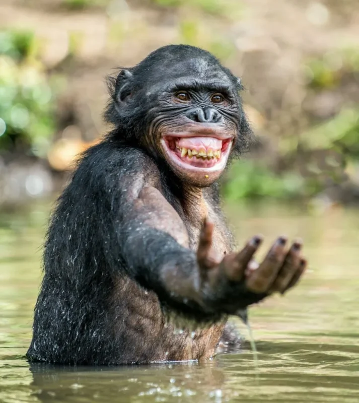 En våd bonobo, der står i lavt vand med den ene arm strakt frem, munden åben i et bredt grin, der viser tænderne, og grønt løv i den slørede baggrund.
