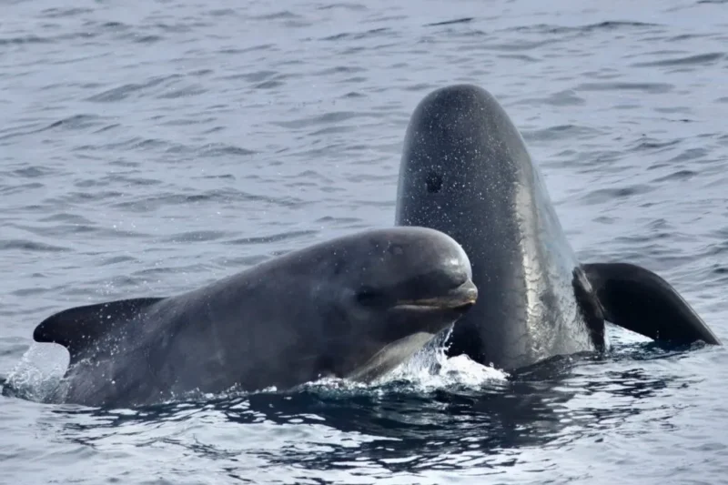 To grindehvaler med glatte, afrundede hoveder svømmer tæt sammen ved vandoverfladen, hvor de delvist stikker op af havet.
