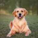 En golden retriever ligger på grønt græs udendørs og kigger ind i kameraet med let åben mund og spidse ører. Baggrunden er sløret af træer og sollys.