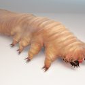 Hårsækmide symbiose parasit symbiont talg evolution udvikling genom sekventering mide