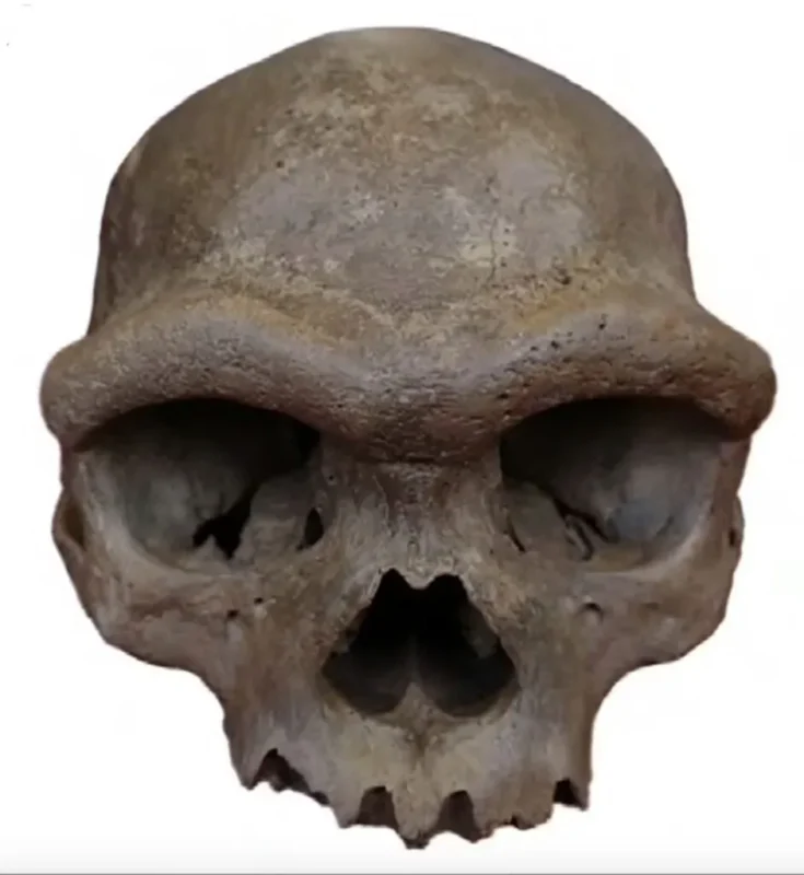 Et brunt, forvitret hominid-kranium med en fremtrædende pande, store øjenhuler og manglende tænder, vist på en hvid baggrund.