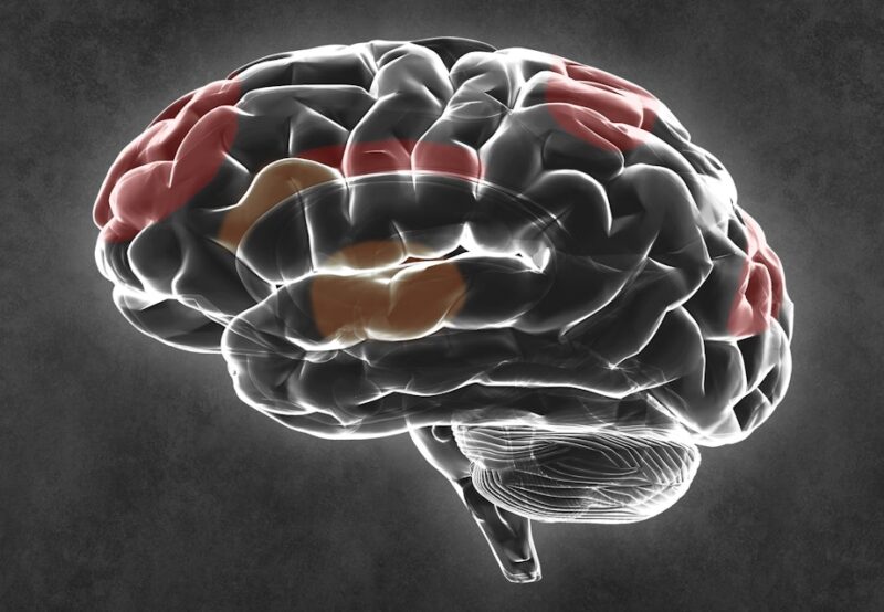 ADHD forstyrrer hjernens netværk