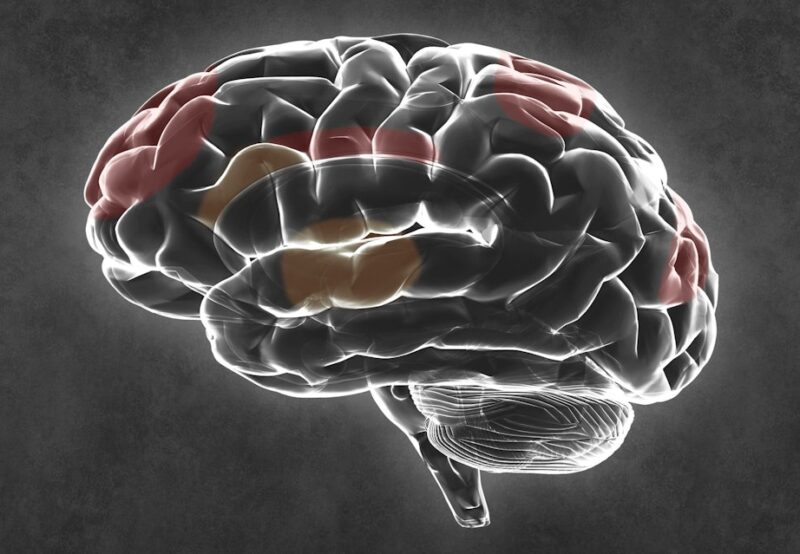ADHD forstyrrer hjernens netværk