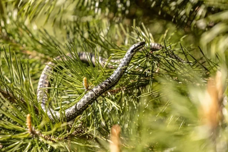 En sort-hvid slange er camoufleret blandt de grønne fyrrenåle på et træ og smelter sammen med sine naturlige omgivelser.