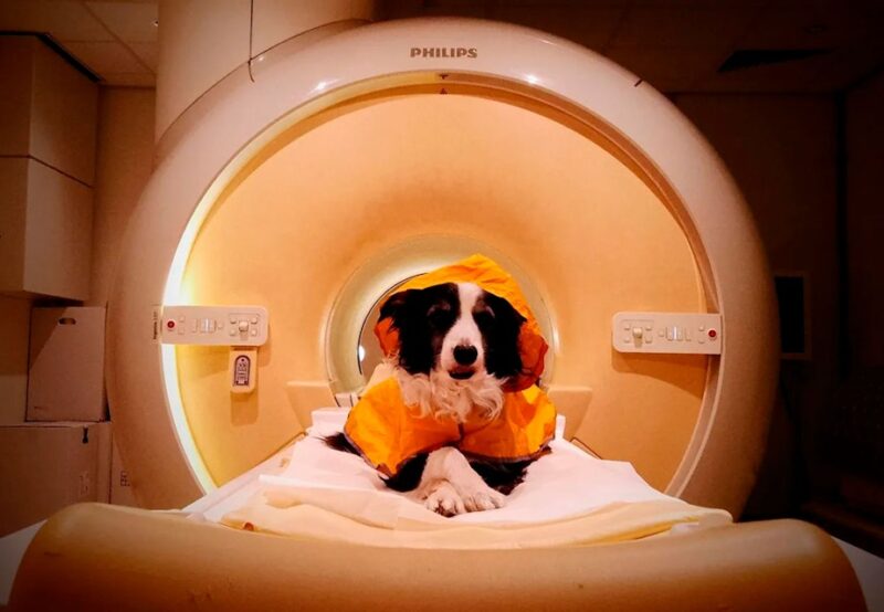 Hund-i-MR-scanner