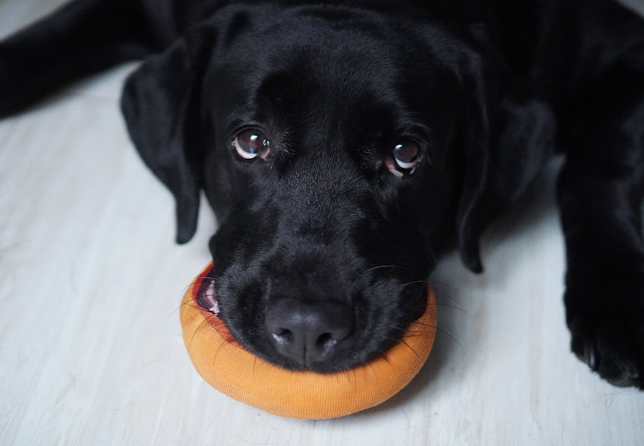 Hunden reagerer på usynlig bevægelse.. – ONN.dk