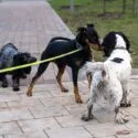 Hunde kan formentligt lugte kræft hos hinanden