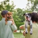 To mennesker står udendørs med ryggen til kameraet og holder hver en glad hund over skulderen. Hundene har tungen ud af munden, og i baggrunden ses træer og grønne områder.