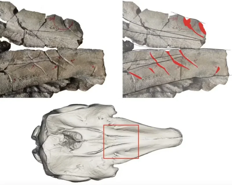 De tre billeder viser forstenede knogler med røde markeringer og linjer, der fremhæver bestemte træk; det nederste billede er en 3D-gengivelse af et kranium, hvor en rød ramme angiver det område, der ses på de to øverste nærbilleder af fossilerne.