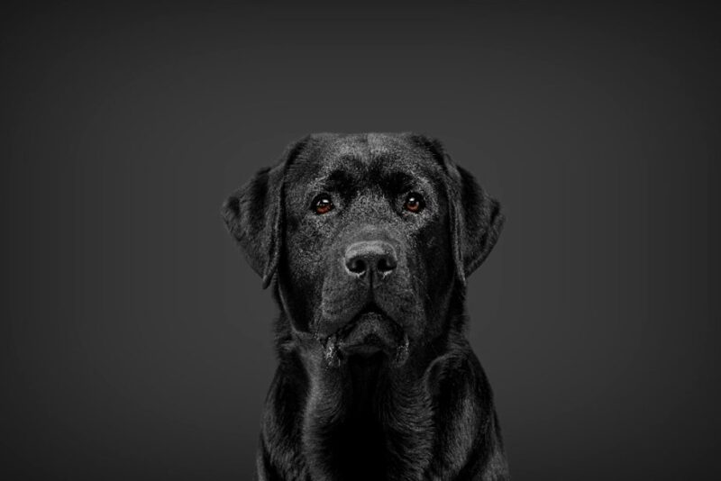 Labrador