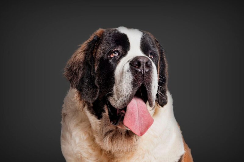 Sanktbernhardshund