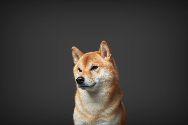 Shiba inu