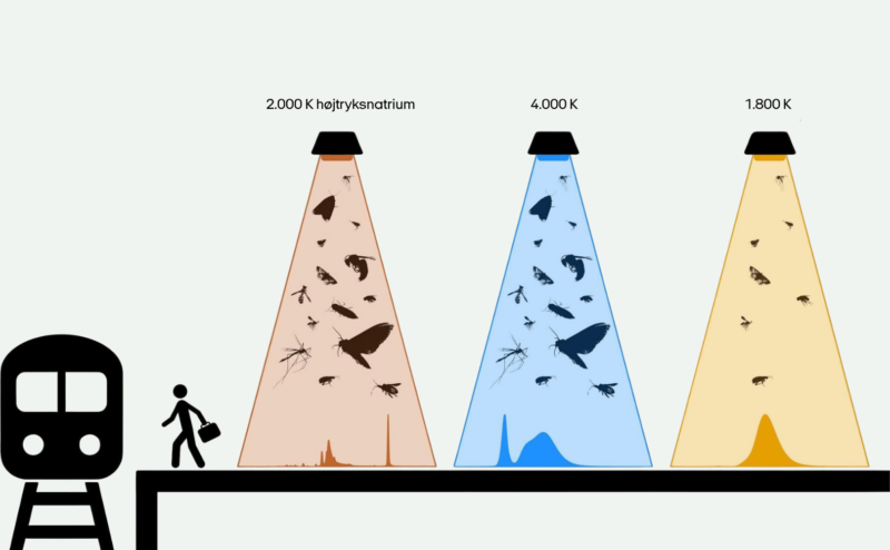 Illustration af tre gadelygter med forskellige farvetemperaturer, der tiltrækker forskellige antal insekter, samt en person, der går mod et tog til venstre. Den midterste blå lygte tiltrækker flest insekter.