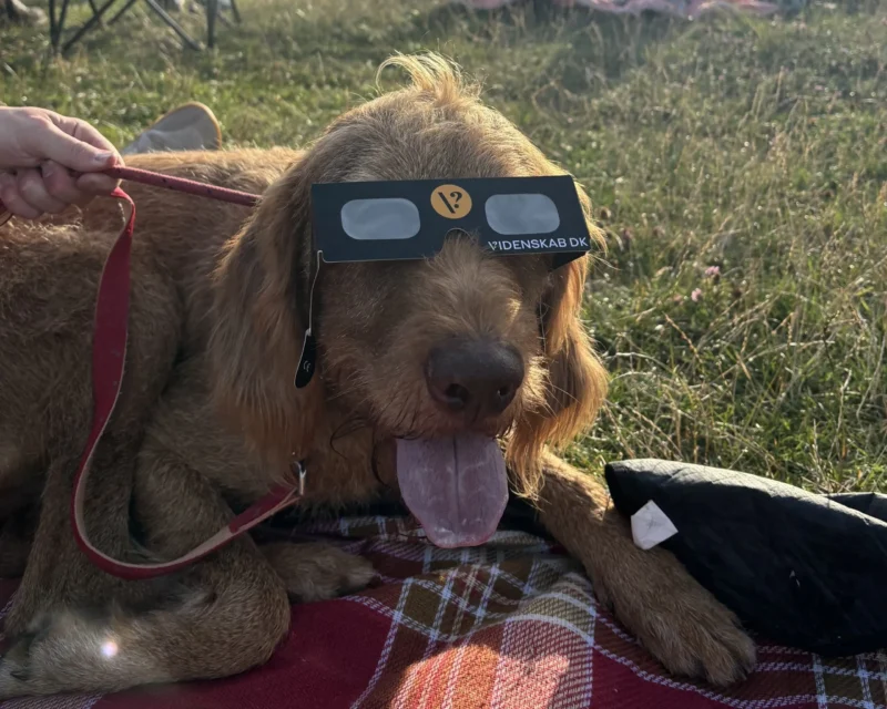 En brun hund ligger på et tæppe i græsset med sorte papbriller på. Den har tungen ude, og en hånd holder fast i dens røde snor. Sollyset kaster skygger over scenen.