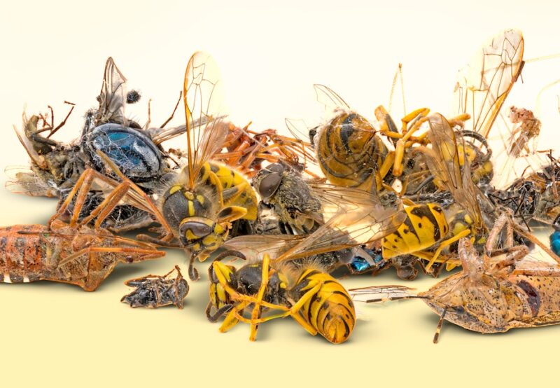 En bunke af døde insekter