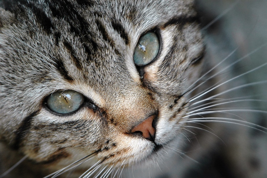 Katte efterlader hemmelige beskeder.. – ONN.dk
