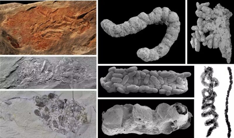 Flere fund af fossil afføring koprolitter