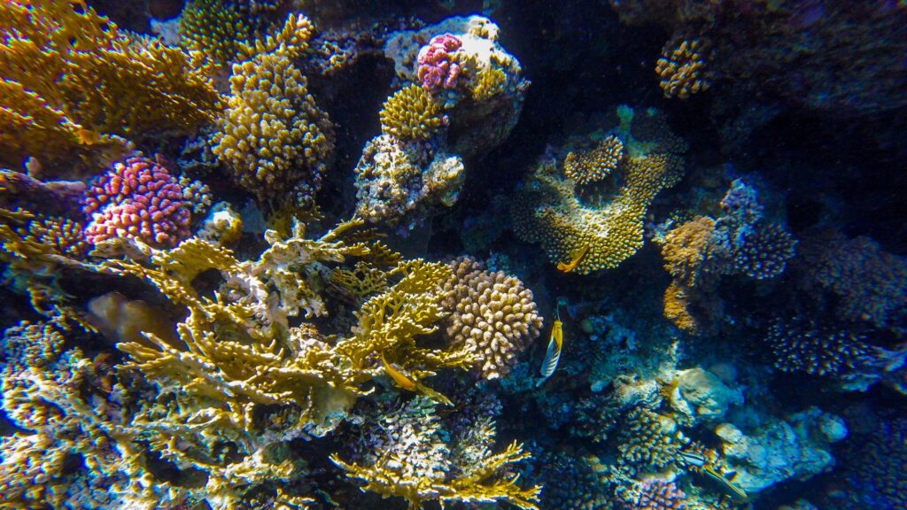 El Niño kraftigere de seneste 40 år.. – ONN.dk