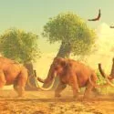Mammut