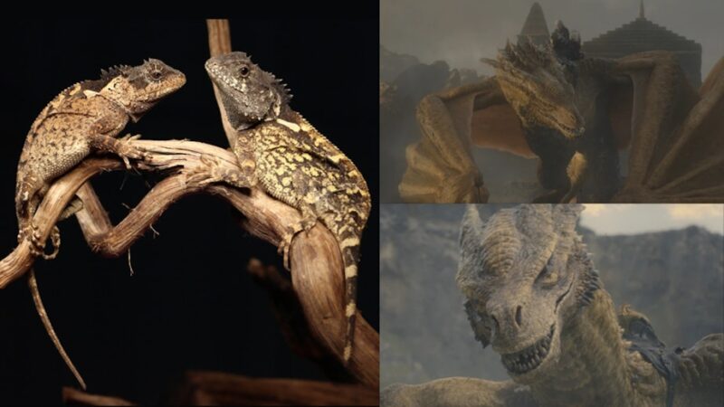 Nyopdaget hornøgle-art ved siden af Syrax fra House of the Dragon