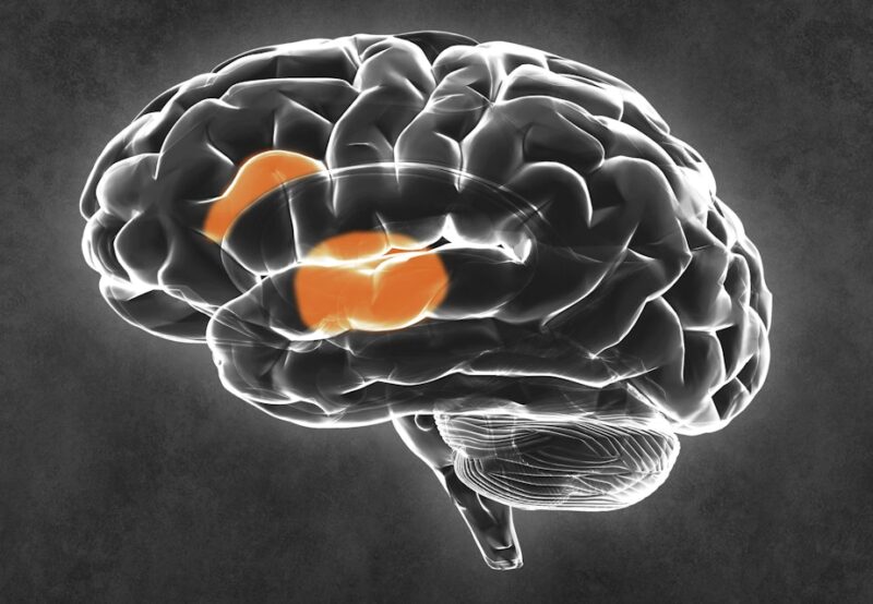 ADHD forstyrrer hjernens netværk