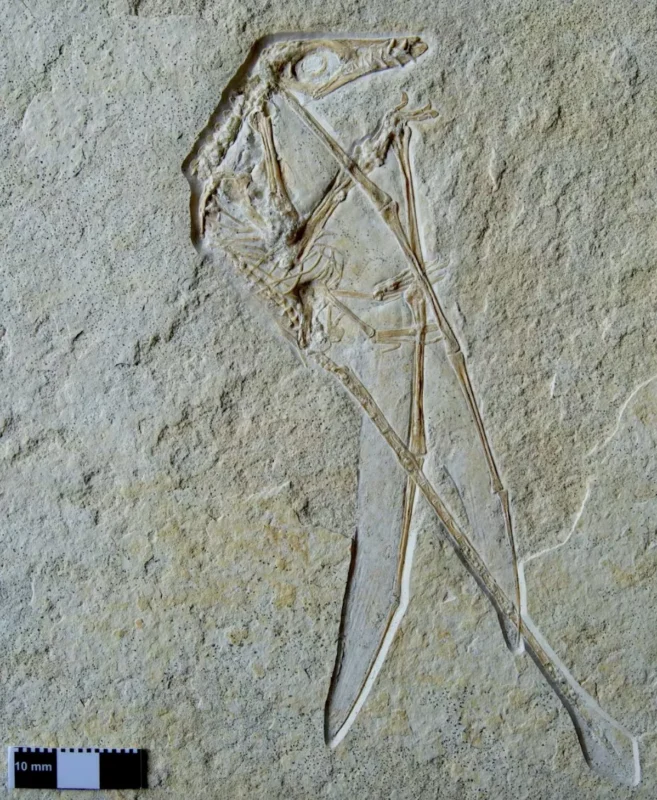 Fossil af en pterosaurus indlejret i en lys sten, der viser et langstrakt kranium, vinger og hale; en skala i nederste venstre hjørne måler 10 mm.