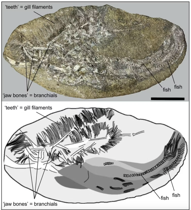 Et fossil med mærkede dele: kæbeknogler (branchier), tænder (gællefilamenter) og en fisk. Nedenfor ses en sort-hvid illustration af fossilet, som fremhæver de mærkede dele. Skala for størrelsesreference.